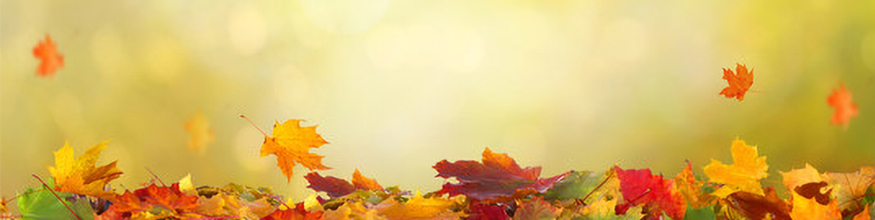 Commander du fioul pas cher en automne